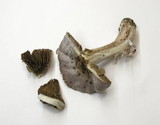 Inocybe lilacina image