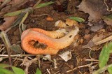 Clathrus columnatus image