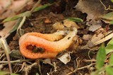Clathrus columnatus image