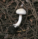 Inocybe whitei image