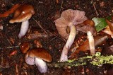 Cortinarius vanduzerensis image