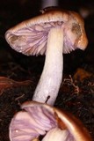 Cortinarius vanduzerensis image