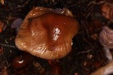Cortinarius vanduzerensis image