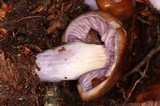 Cortinarius vanduzerensis image
