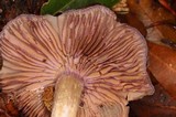 Cortinarius vanduzerensis image