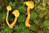 Cantharellus minor image