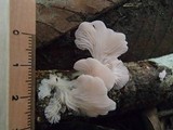 Pleurotus djamor image