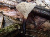 Polyporus guianensis image