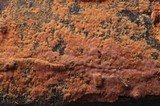 Hymenochaete cinnamomea image