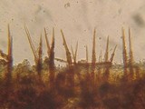 Hymenochaete cinnamomea image