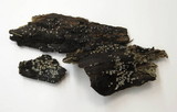 Helicogloea compressa image