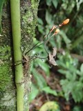 Ophiocordyceps curculionum image