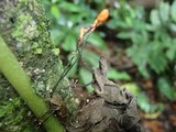 Ophiocordyceps curculionum image
