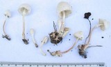 Leucocoprinus cepistipes image
