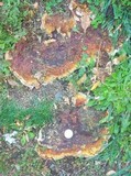 Ganoderma sessile image
