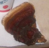 Ganoderma sessile image