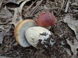 Boletus chippewaensis image
