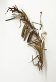 Micromphale sequoiae image