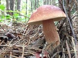 Boletus subcaerulescens image
