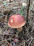Boletus subcaerulescens image