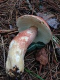 Boletus subcaerulescens image