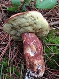 Boletus subcaerulescens image