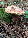Boletus subcaerulescens image