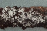 Ceriporia reticulata image