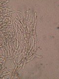 Ceriporia reticulata image