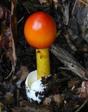 Amanita caesareoides image