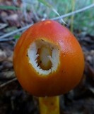 Amanita caesareoides image