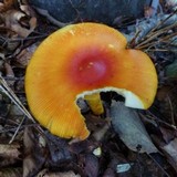Amanita caesareoides image