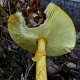 Amanita caesareoides image