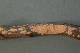 Aleurodiscus aurantius image