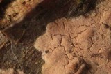 Aleurodiscus aurantius image