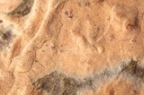 Aleurodiscus aurantius image
