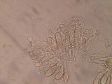 Aleurodiscus aurantius image