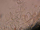 Aleurodiscus aurantius image