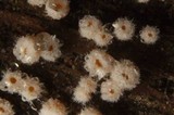 Capitotricha bicolor image