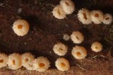 Capitotricha bicolor image