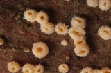 Capitotricha bicolor image