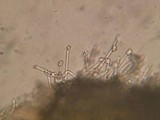 Capitotricha bicolor image