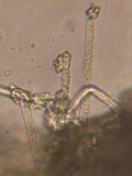 Capitotricha bicolor image