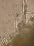 Capitotricha bicolor image