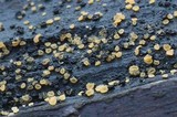 Bisporella subpallida image