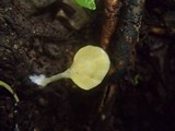 Cotylidia aurantiaca image