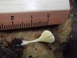 Cotylidia aurantiaca image