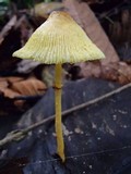 Leucocoprinus brunneoluteus image