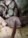 Mycena holoporphyra image