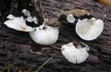 Clitopilus hobsonii image
